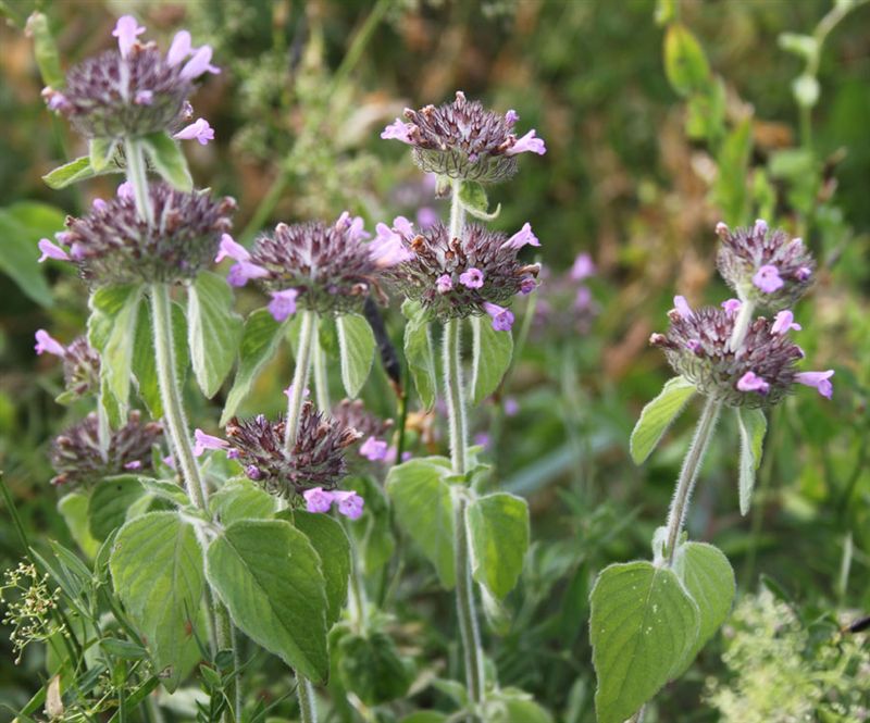 Clinopodium vulgare